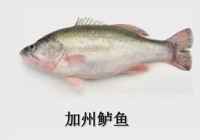 加州鱸此時出魚會面臨哪些問題，如何出魚？