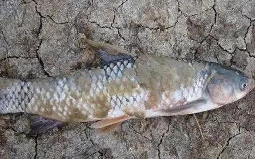 拉網賣魚出現水霉病怎么辦？做好這4點可有效防治
