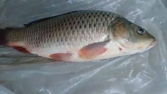 寒露和霜降前后水產養殖病害預測