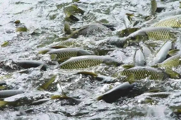 如何讓魚類安全越冬？三大管理方案，供養殖戶參考