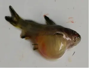 黃顙魚腹水病是什么原因引起的？又該如何防治？