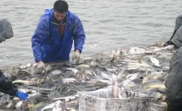 冬季養(yǎng)魚注意這4點(diǎn)，提高魚種成活率，安全越冬