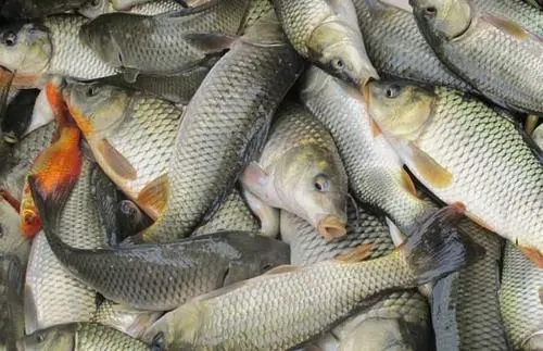 春季上市前，如何促進(jìn)越冬魚體質(zhì)恢復(fù)？