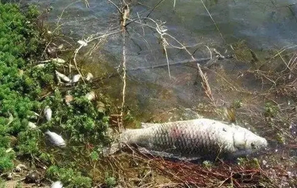 霜降前后池塘管理有哪些問題需要多加注意？
