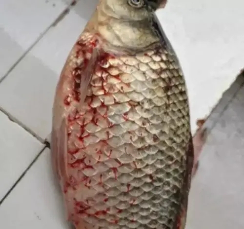 為什么秋末冬初容易爆發錨頭鳋？