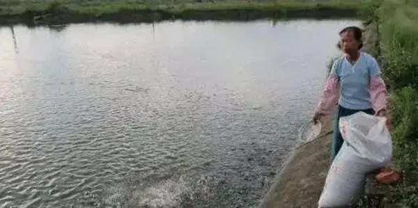 池塘亞硝酸鹽超標怎么辦!