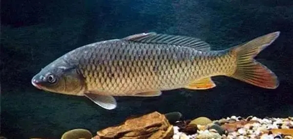 做好以下三個方面,提高魚類越冬成功率!