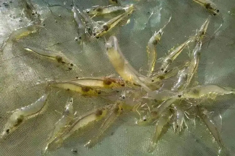對蝦養殖如何抵抗氣溫下降造成的應激反應