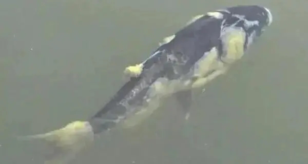 氣溫逐漸降低，魚類患上水霉病的幾率大大增加，如何預防？ ...