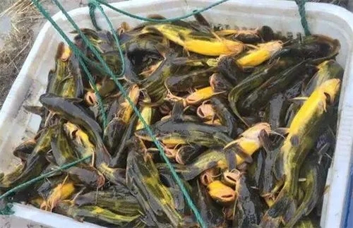 如何保證黃顙魚越冬安全，為來年養殖打下堅實的基礎