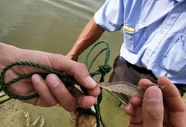 冬棚對蝦池塘弧菌爆表該如何治療？