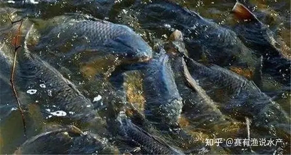 預防春季魚瘟和水霉病防控措施