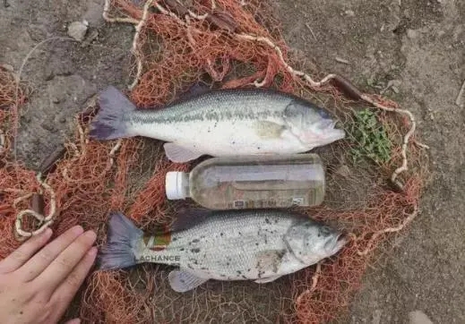 加州鱸冬季養殖管理有哪些知識？冬季加州鱸怎么養？