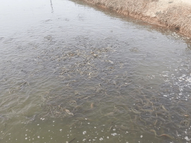 寒潮天氣對(duì)池塘水質(zhì)和魚類造成的影響