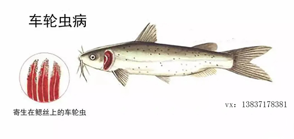 水產(chǎn)養(yǎng)殖中常見的車輪蟲病，如何預(yù)防和治療？