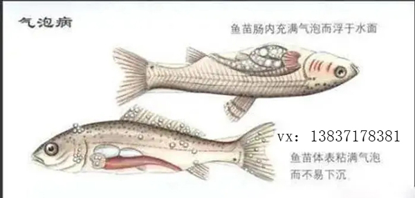 氣泡病對魚苗的成活率有多大？