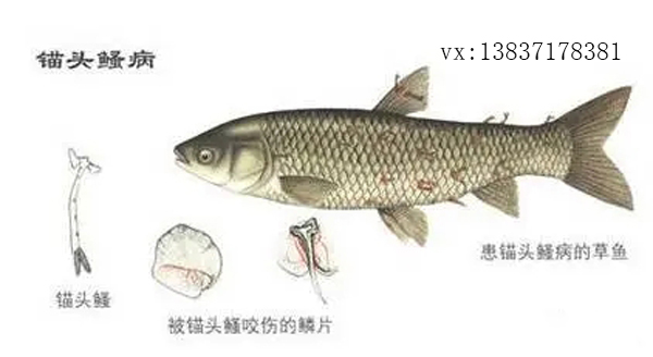 錨頭鳋病如何防治？